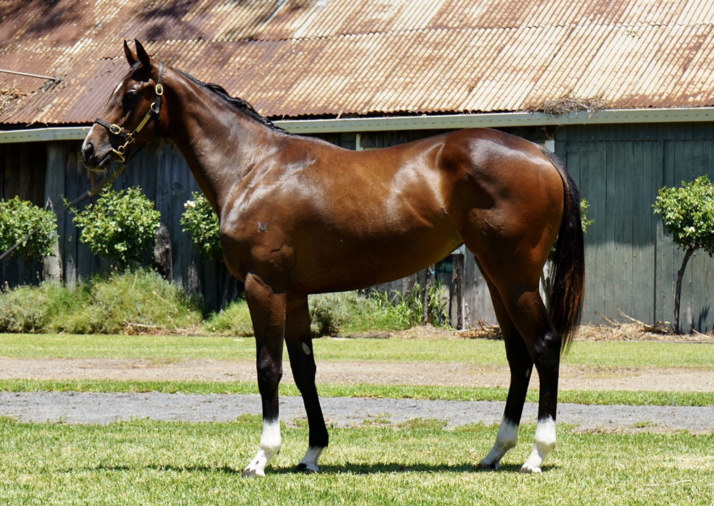 Zousain (AUS) / Arizona Girl (AUS) 2024 Filly - Image 1