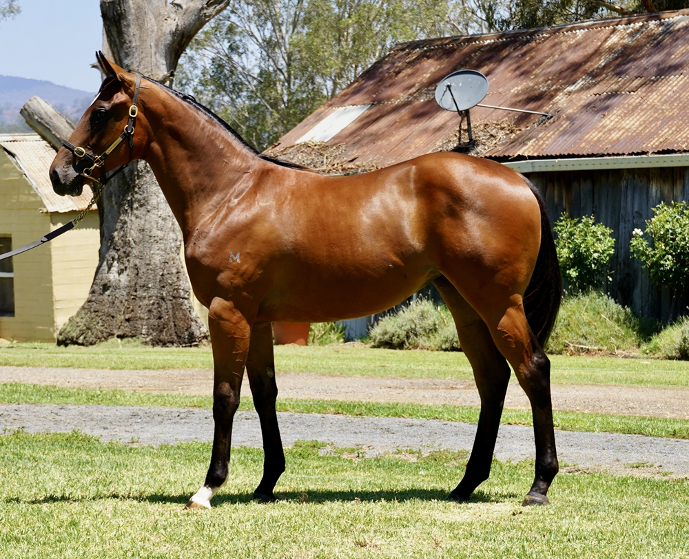 Acrobat (AUS) / First Blossom (USA) 2024 Filly - Image 1