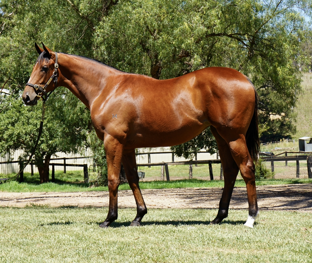 Anders (AUS) / Loveatfirstsight (AUS) 2024 Filly - Image 1