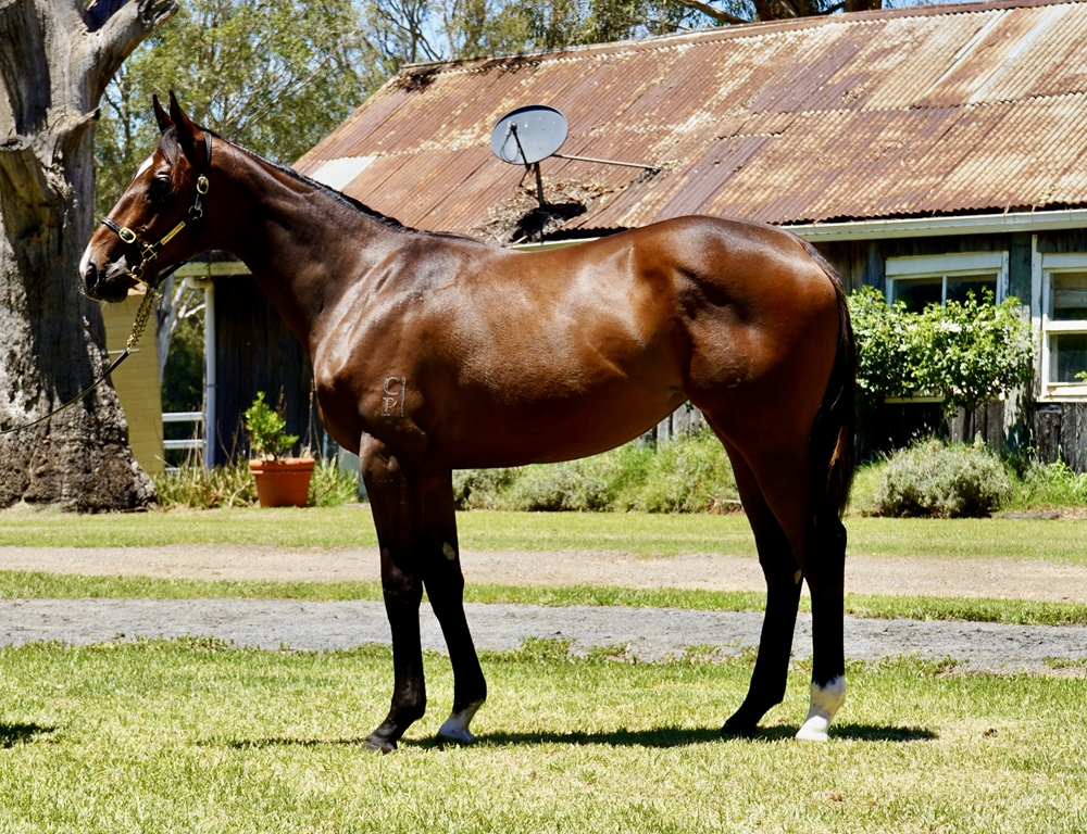 Tiger of Malay (AUS) / Moohariba (AUS) 2024 Filly - Image 1
