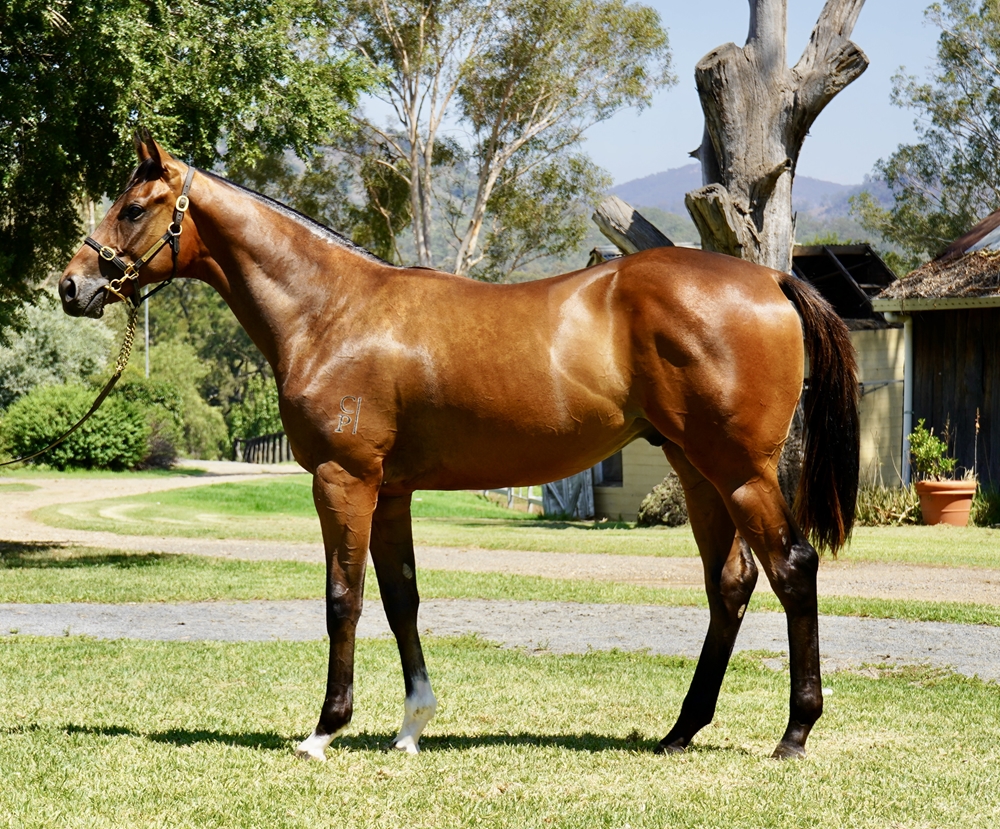 Russian Revolution (AUS) / Not to be Caught (NZ) 2024 Colt - Image 1