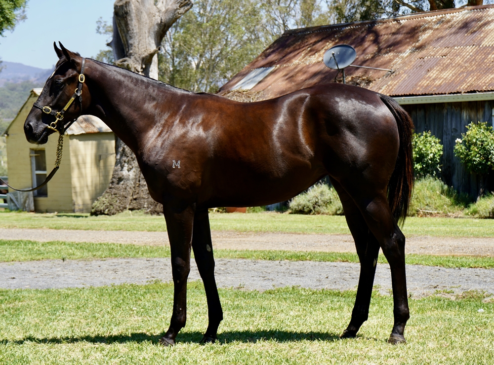 Tassort (AUS) / Princess Zariel (AUS) 2024 Filly - Image 1