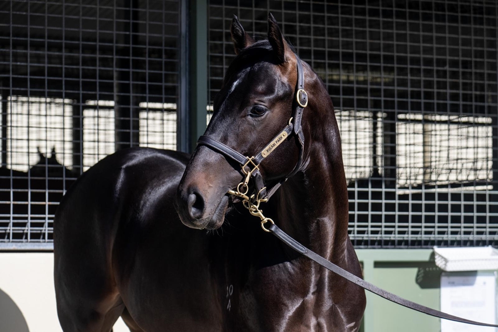 Anamoe (AUS) / Chiclett (AUS) 2024 Colt - Image 2