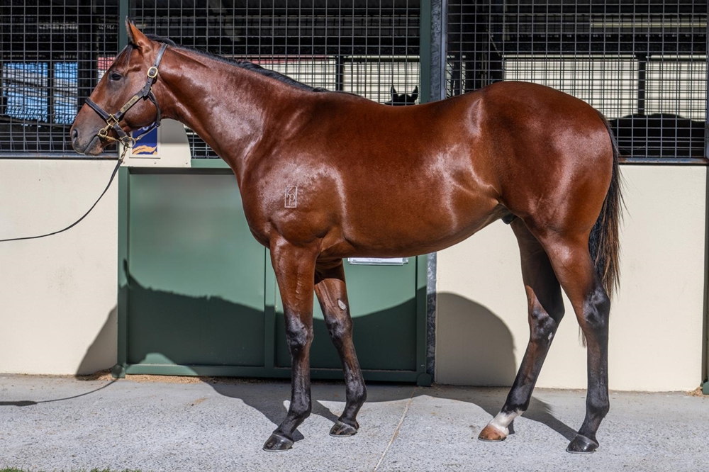 Blue Point (IRE) / Kenedna (AUS) 2024 Colt - Image 1