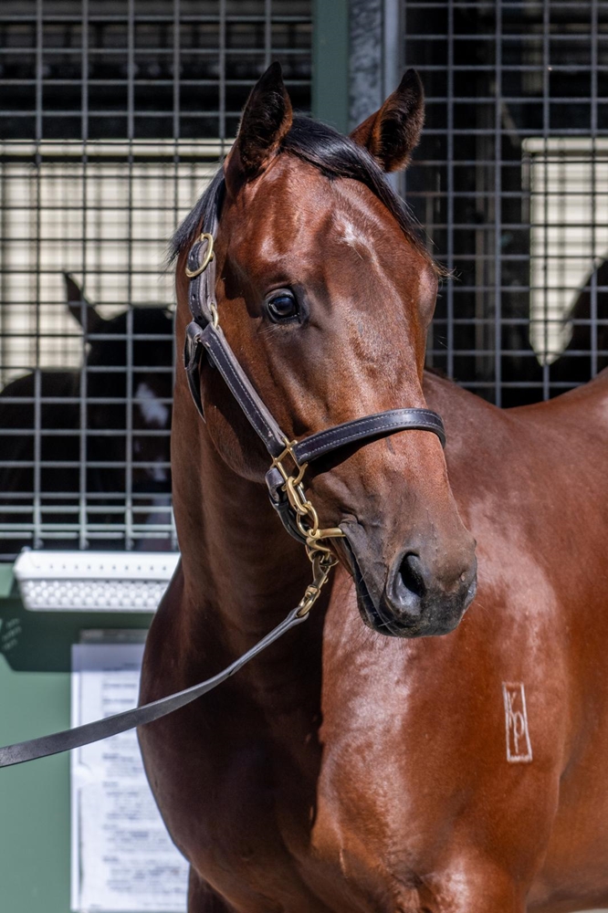 Blue Point (IRE) / Kenedna (AUS) 2024 Colt - Image 2