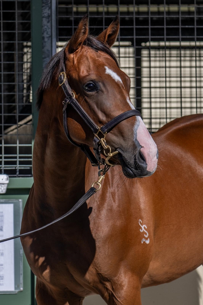 Extreme Choice (AUS) / Miss in Charge (AUS) 2024 Filly - Image 2