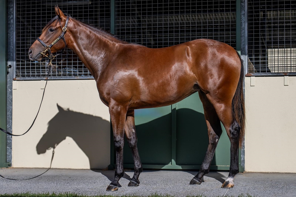 Pierro (AUS) / Nothinsweetaboutme (AUS) 2024 Filly - Image 1