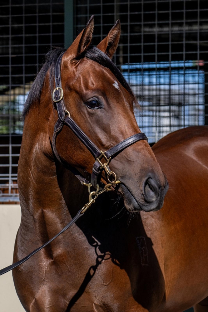 Pierro (AUS) / Nothinsweetaboutme (AUS) 2024 Filly - Image 2