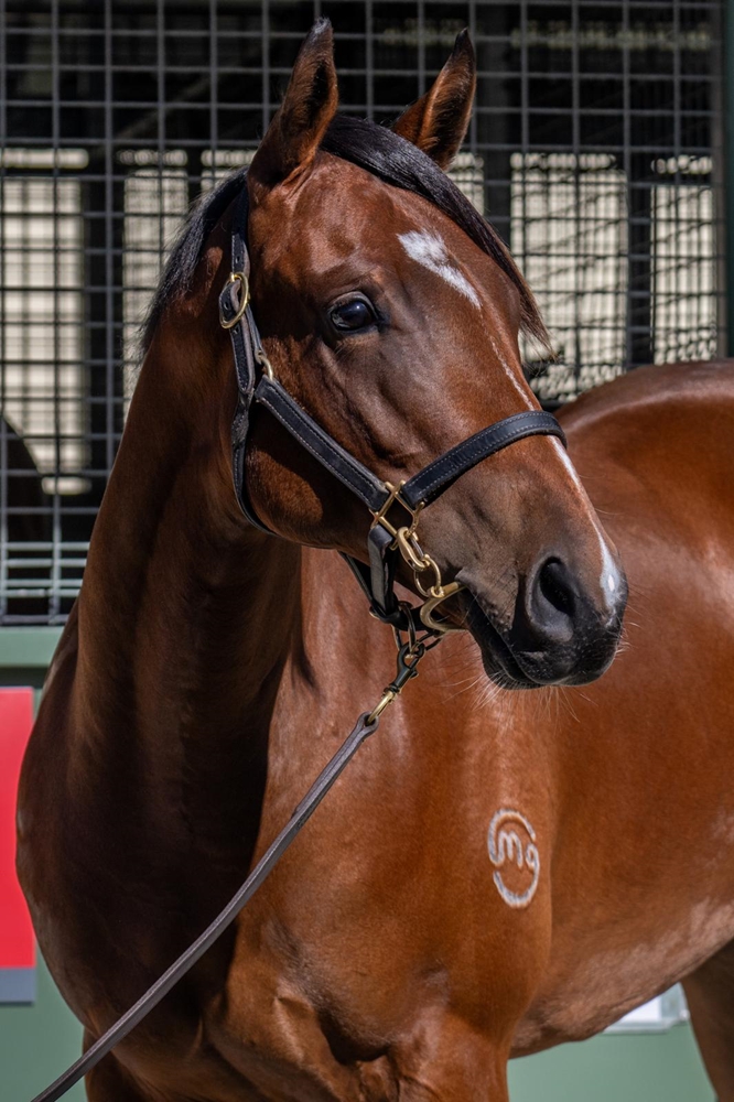 Pierata (AUS) / Provide (AUS) 2024 Filly - Image 2