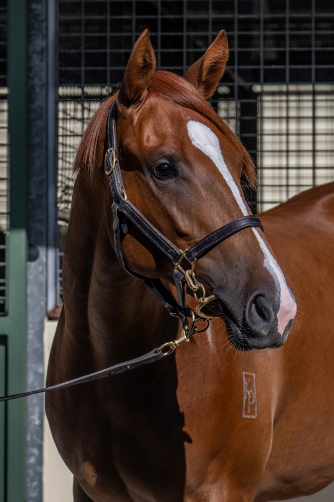 Capitalist (AUS) / Red Velvet Swing (AUS) 2024 Filly - Image 2