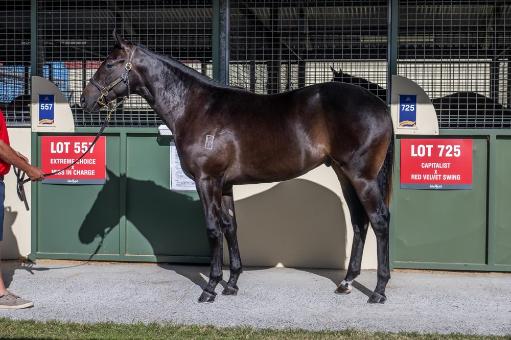 Wootton Bassett (GB) / Waafiya (AUS) 2024 Colt - Image 1