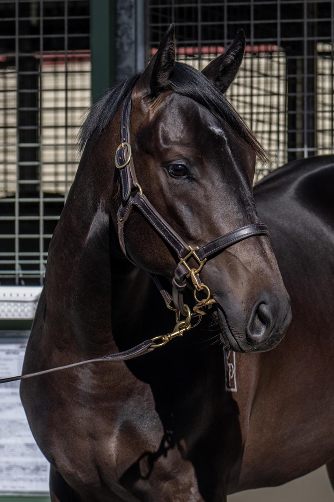 Wootton Bassett (GB) / Waafiya (AUS) 2024 Colt - Image 2