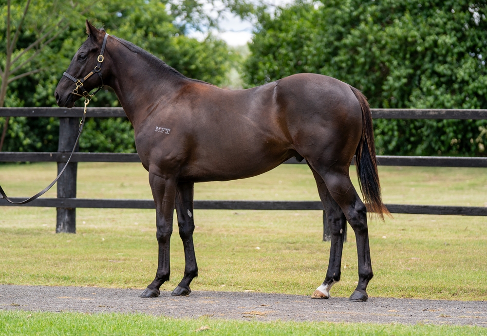 Exosphere (AUS) / Happy Laughing (AUS) 2024 Colt - Image 1