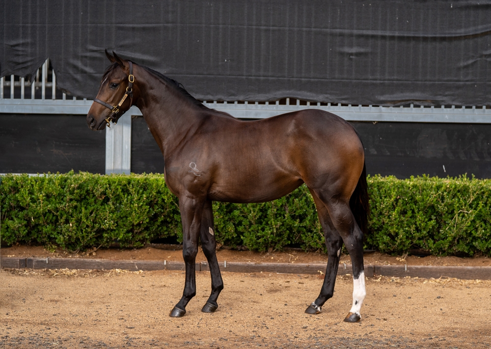 Hellbent (AUS) / Pioneering (AUS) 2024 Filly - Image 1
