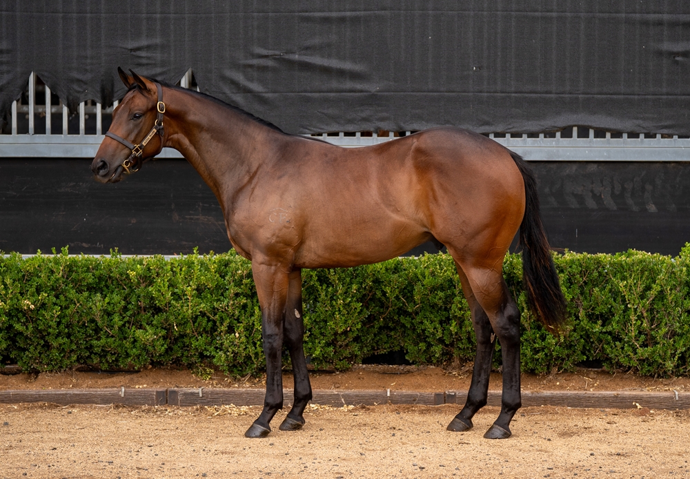 In the Congo (AUS) / Smash the Clock (AUS) 2024 Colt - Image 1