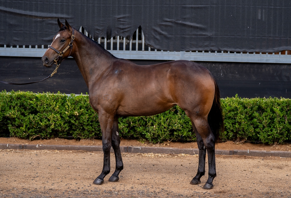Better Than Ready (AUS) / Stephanie Grace (AUS) 2024 Filly - Image 1