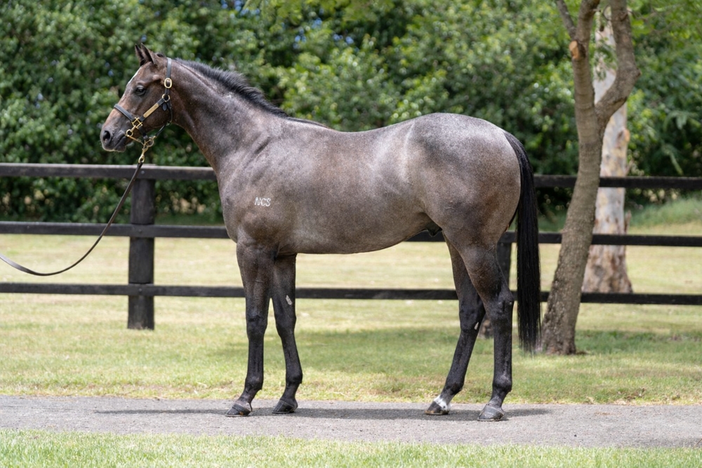 Power (GB) / Paradis Imperial (AUS) 2024 Colt - Image 1