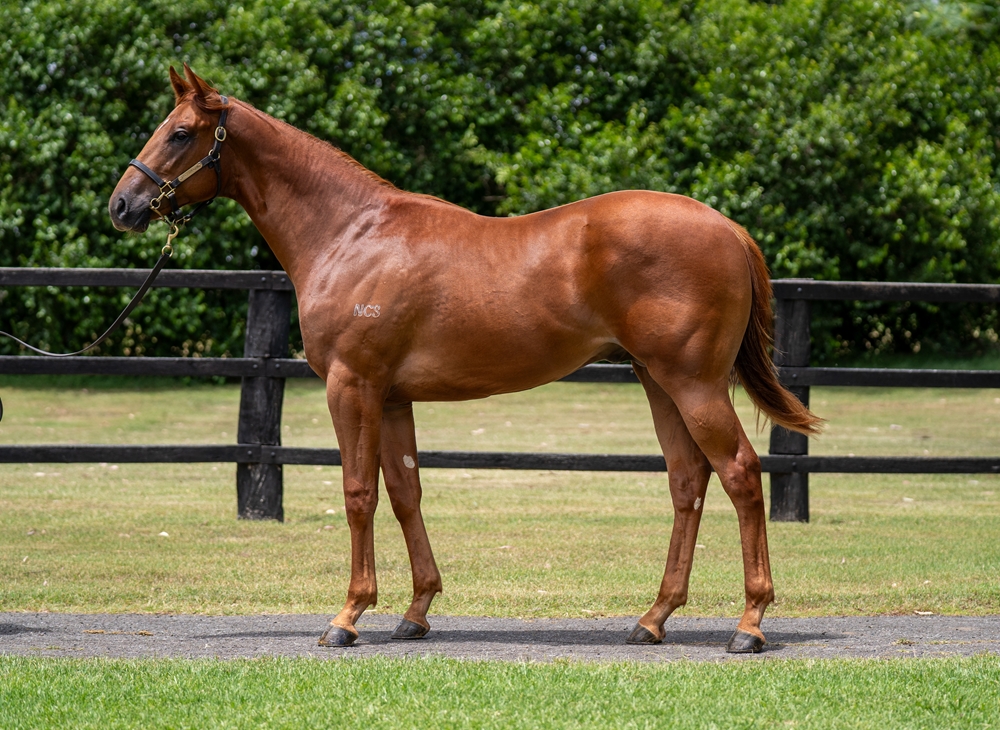 Pariah (AUS) / Igotmyeyeonyou (AUS) 2024 Colt - Image 1