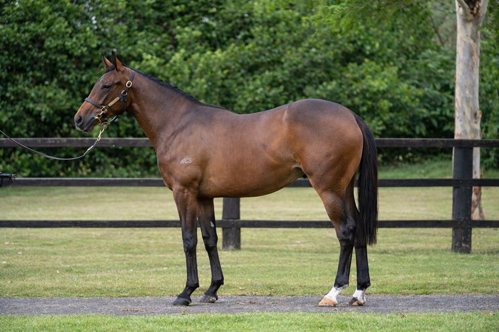 Prince Fawaz (AUS) / Laussel (AUS) 2024 Filly - Image 1