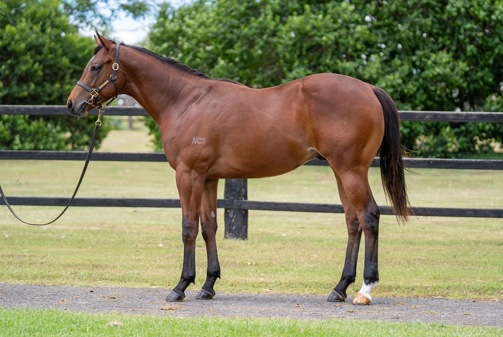 Power (GB) / Mortal Witness (AUS) 2024 Colt - Image 1