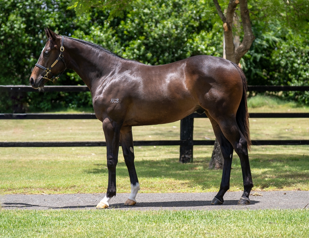 Top Ranked (IRE) / Stevenson (AUS) 2024 Colt - Image 1