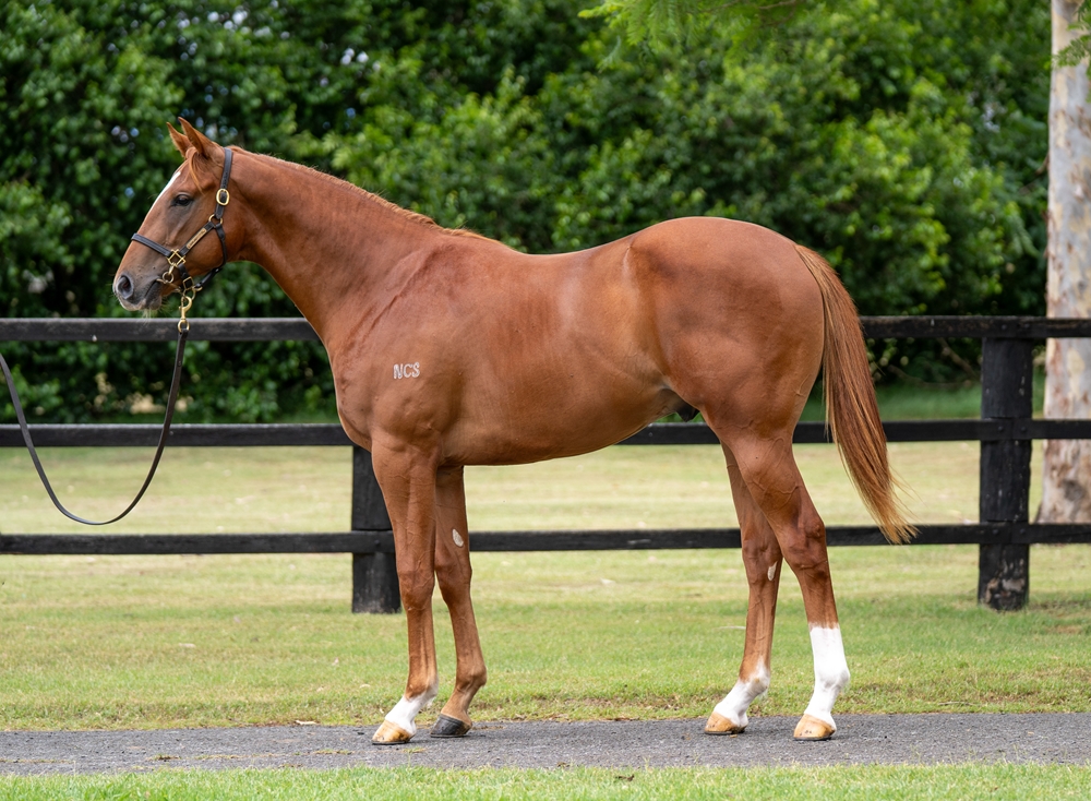 Pariah (AUS) / Sunny Desert (USA) 2024 Colt - Image 1
