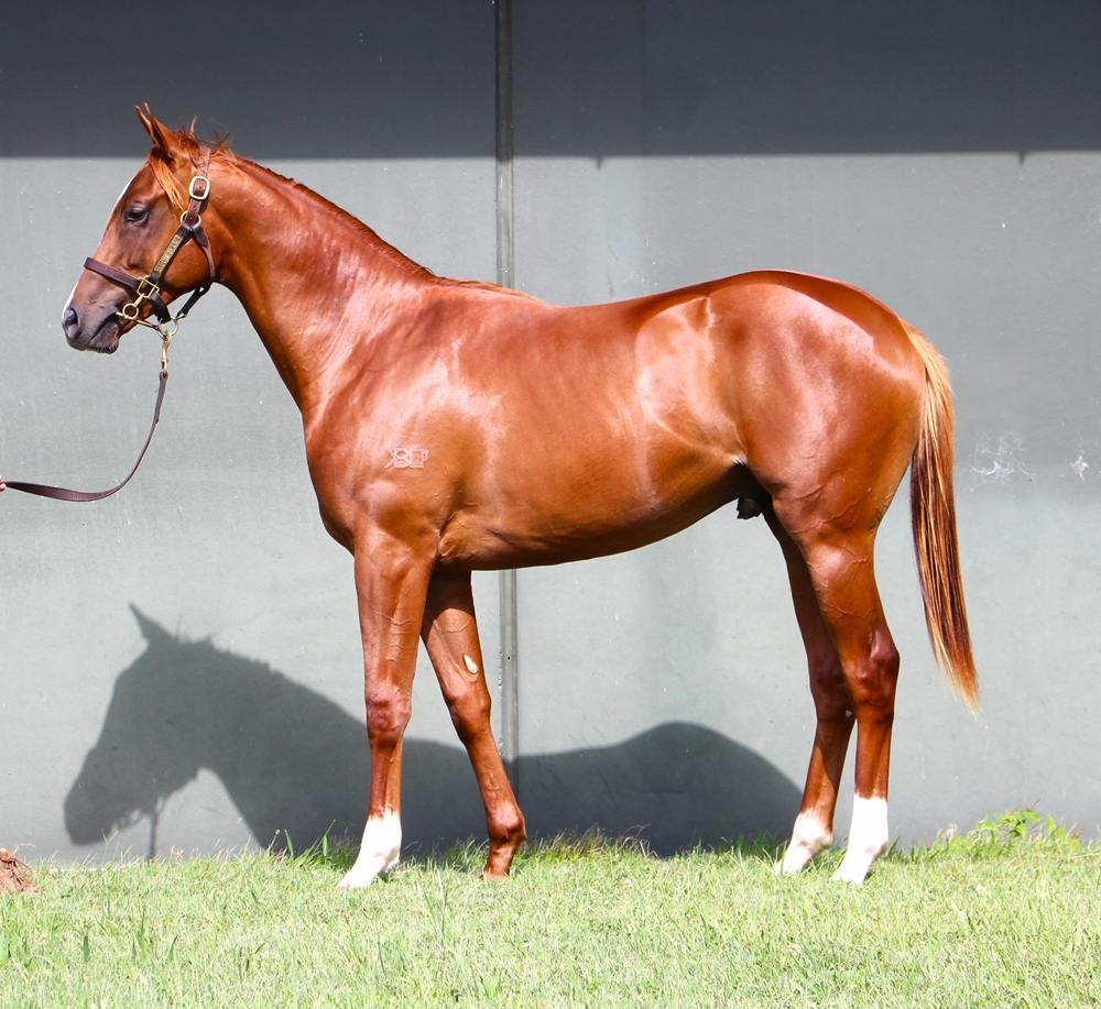 Stronger (AUS) / Grimhild's Revenge (NZ) 2024 Colt - Image 1