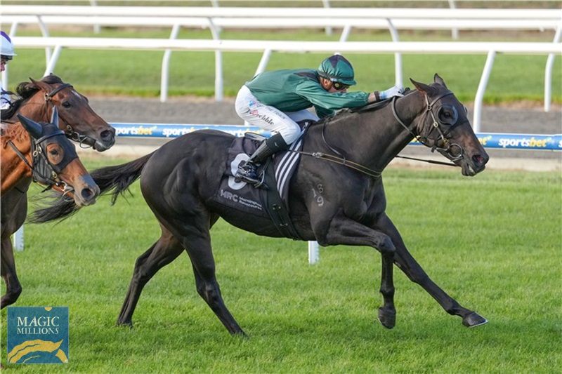 Horse-williamstown-210977-750x500-ezgif.com-webp-to-jpg-converter (2).jpg - Image 1