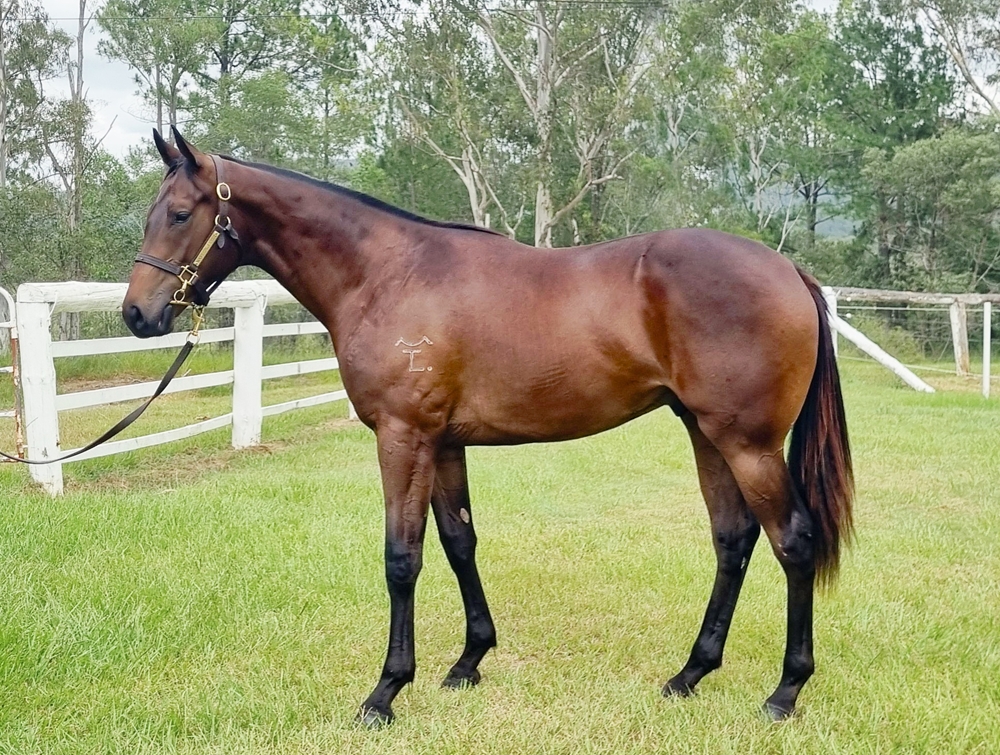 Better Than Ready (AUS) / Royal Applause (AUS) 2024 Colt - Image 1