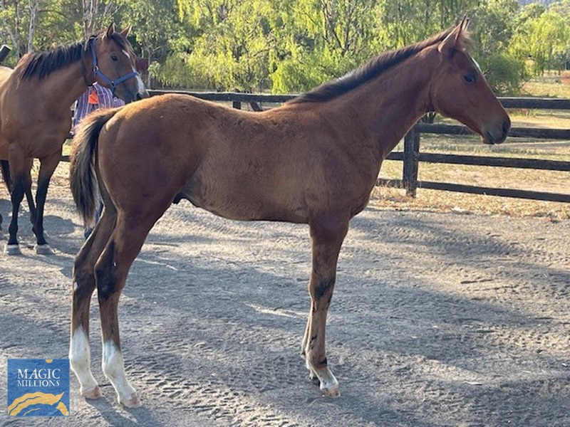 Koonomoo Foal.jpg - Image 1