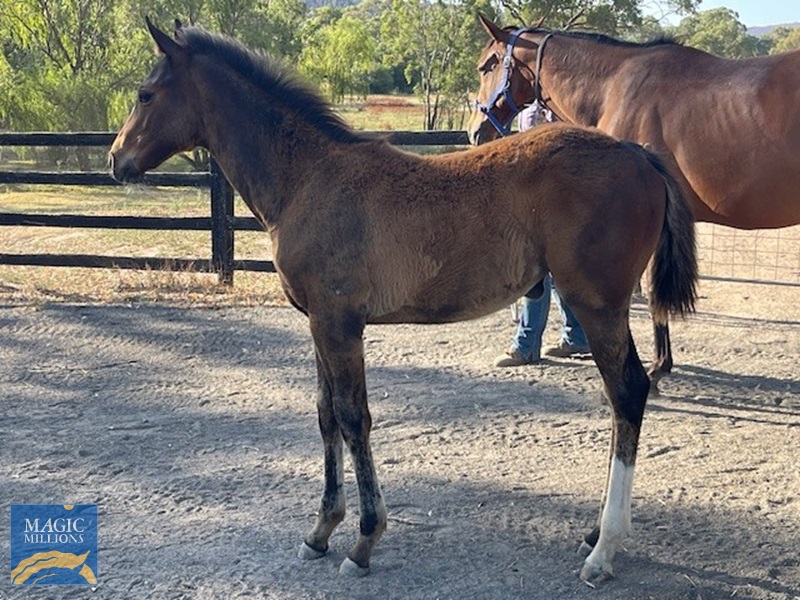 Mareeann Foal.jpg - Image 1