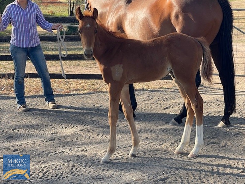 Noteably- Lauda Sion foal.jpg - Image 1