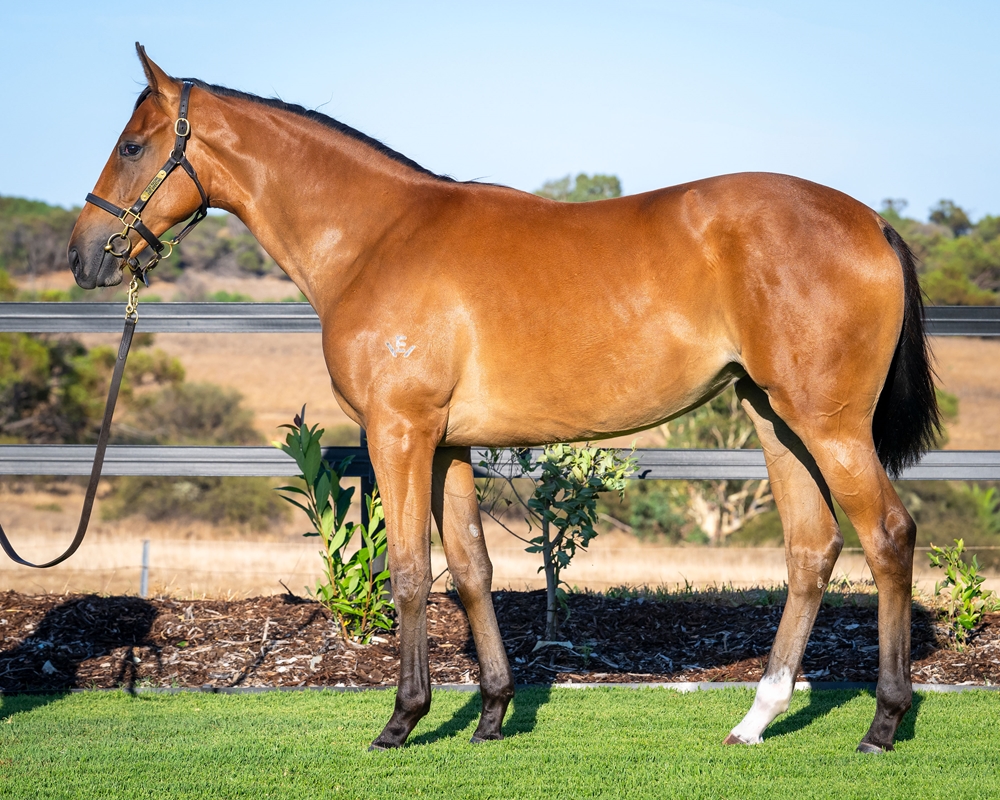 Shamus Award (AUS) / Makrooma (AUS) 2024 Filly - Image 1