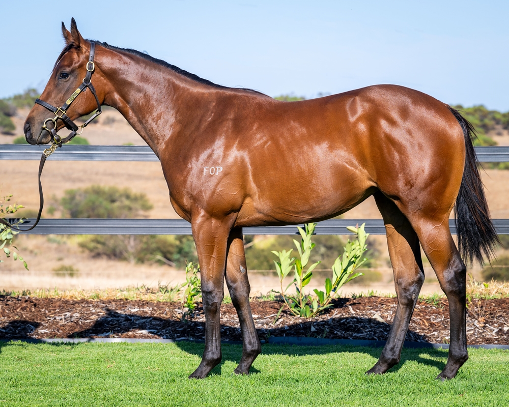 Maschino (AUS) / Real Beauty (AUS) 2024 Filly - Image 1