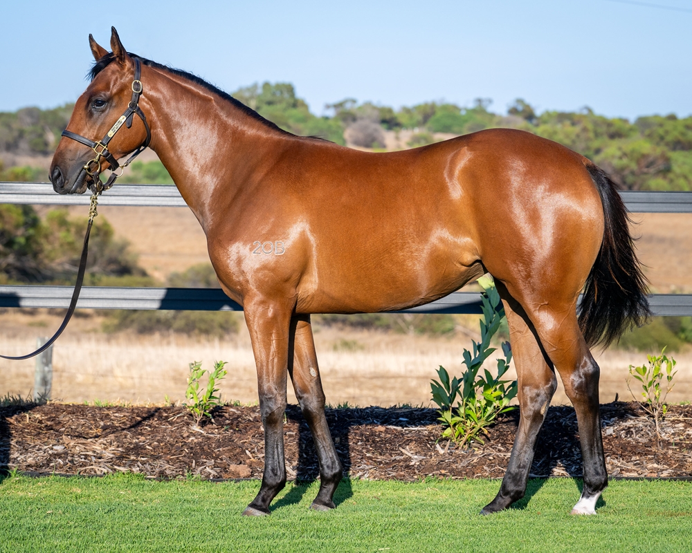 Tiger of Malay (AUS) / Rock My Frock (NZ) 2024 Filly - Image 1