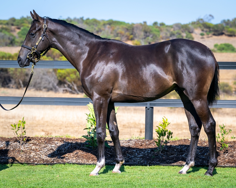 Tarzino (NZ) / Concert Girl (AUS) 2024 Colt - Image 1
