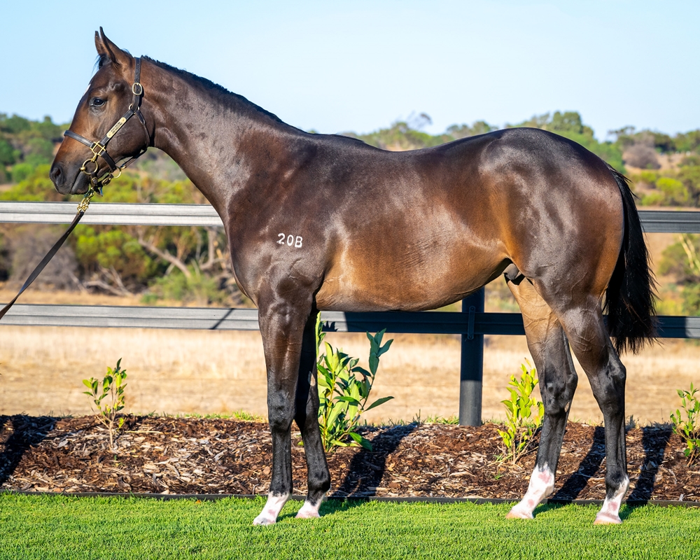 Lightsaber (AUS) / Dance on Air (AUS) 2024 Colt - Image 1