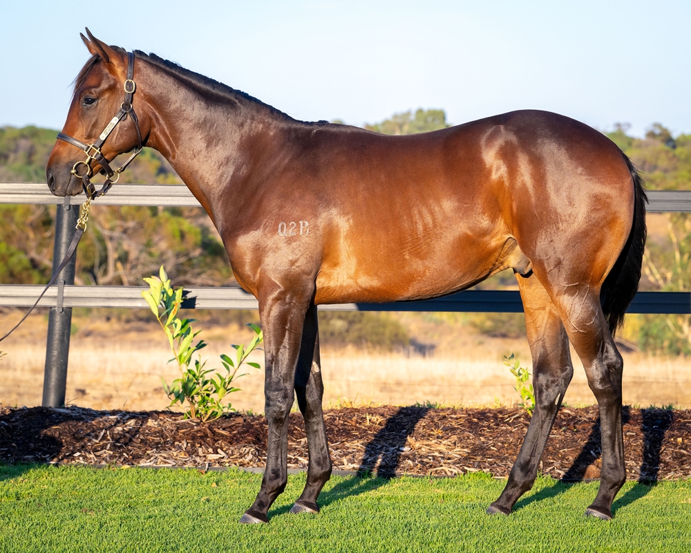 Playing God (AUS) / Flirtatious (AUS) 2024 Colt - Image 1
