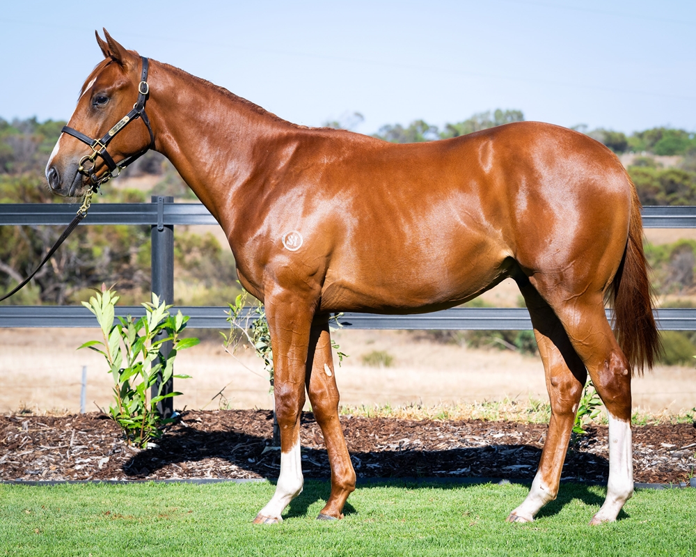 Churchill (IRE) / Island Pago (AUS) 2024 Colt - Image 1