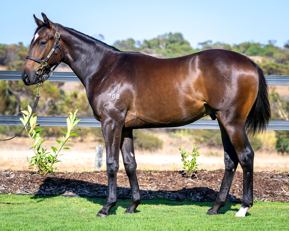 Tiger of Malay (AUS) / Lessing (AUS) 2024 Colt - Image 1