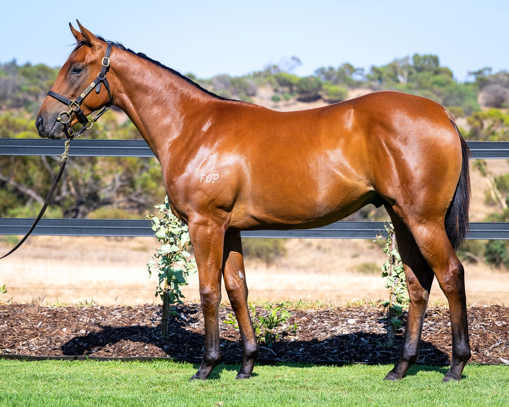 Shooting to Win (AUS) / Sealpha (AUS) 2024 Colt - Image 1