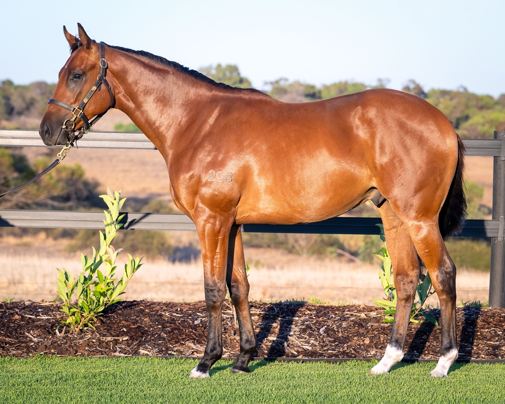 Universal Ruler (AUS) / Serenity Bay (AUS) 2024 Colt - Image 1