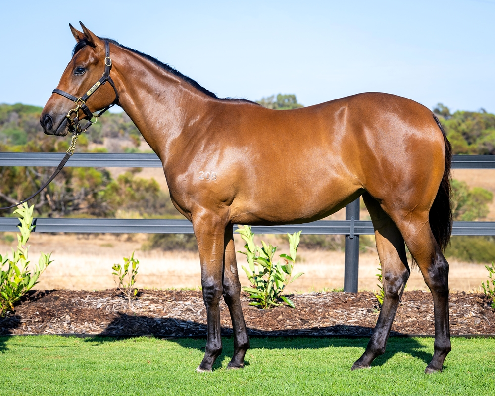 Lightsaber (AUS) / She Rules All (AUS) 2024 Filly - Image 1
