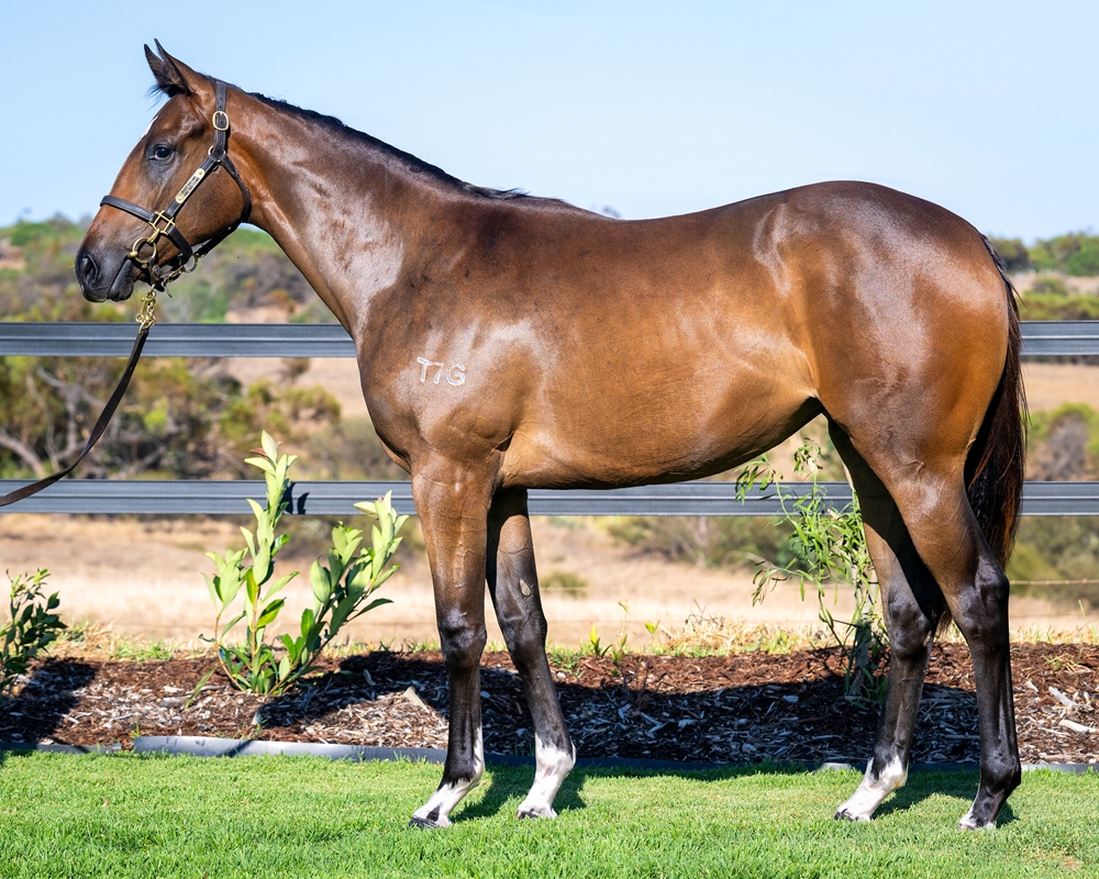 Lightsaber (AUS) / Contango Miss (AUS) 2024 Filly - Image 1