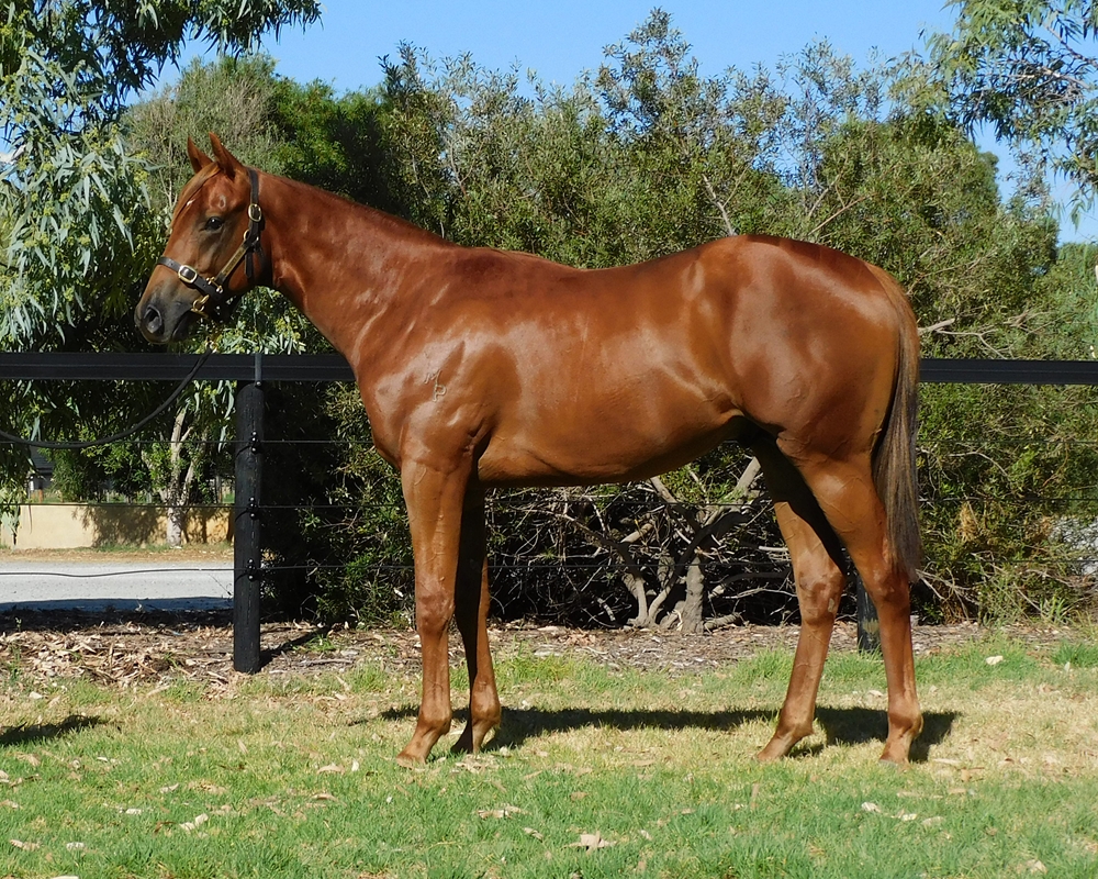 Marine One (AUS) / Magical Charge (AUS) 2024 Colt - Image 1