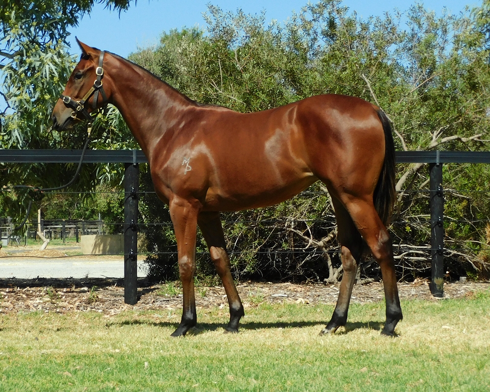 Harry Angel (IRE) / Meehni (AUS) 2024 Filly - Image 1