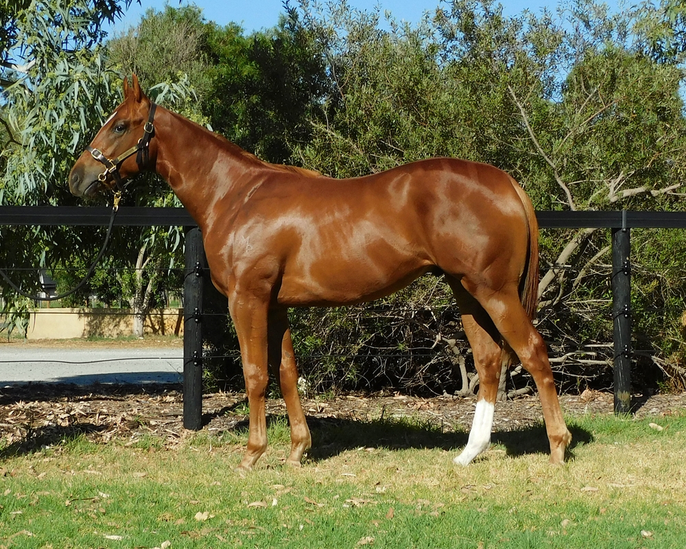 A Lot (USA) / Mindarie (AUS) 2024 Colt - Image 1