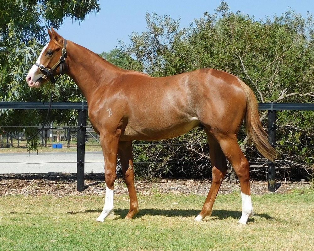 Marine One (AUS) / Notjustaprettyface (AUS) 2024 Colt - Image 1