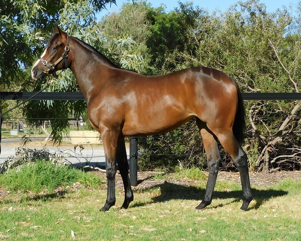 So You Think (NZ) / Rocket Fuel (AUS) 2024 Filly - Image 1