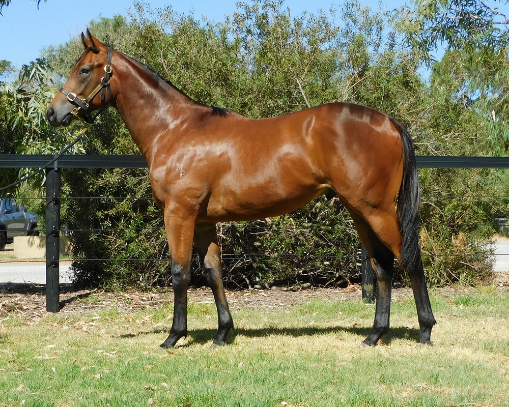 Marine One (AUS) / Singing Dixie (AUS) 2024 Colt - Image 1